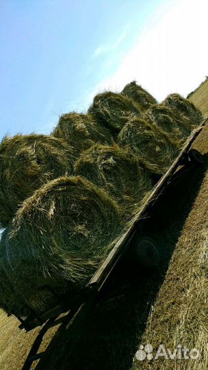 Сено в тюках 300кг