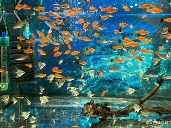 Аквариумные рыбки