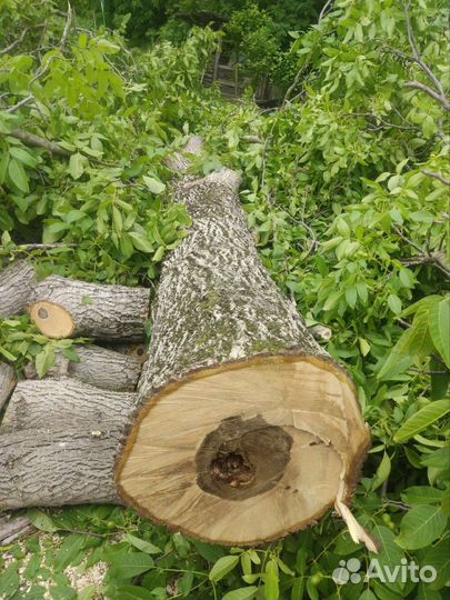 Дрова и ствол грецкого ореха