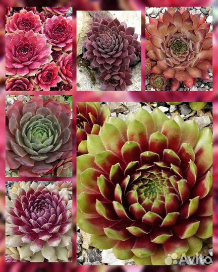 Молодило каменная роза