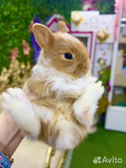 Кролик мини