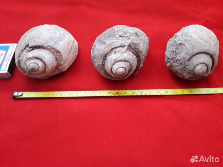 Окаменелость. Окаменелые раковины