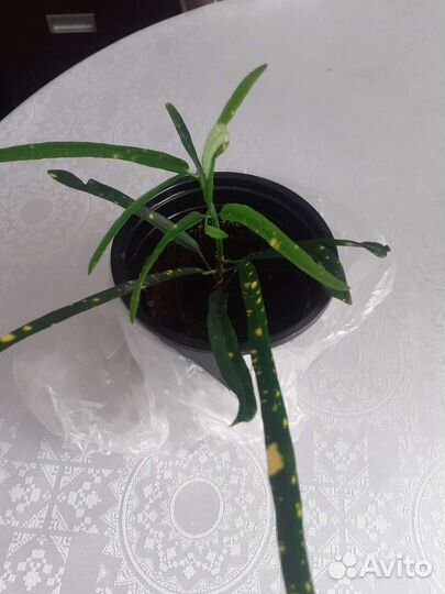 Кротон узколистный Укорененный отросток