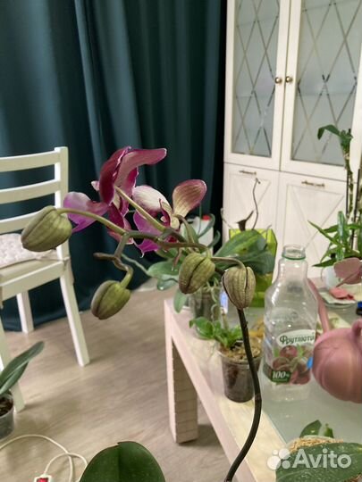 Орхидея фаленопсис Hot Kiss
