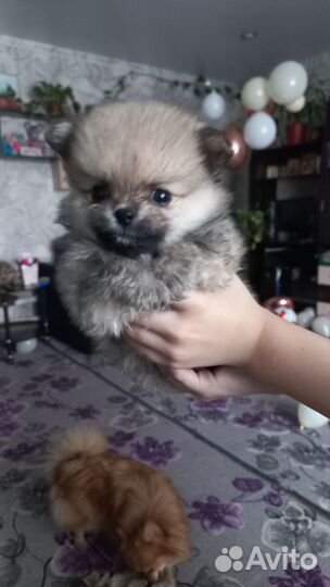 Щенки шпица мини