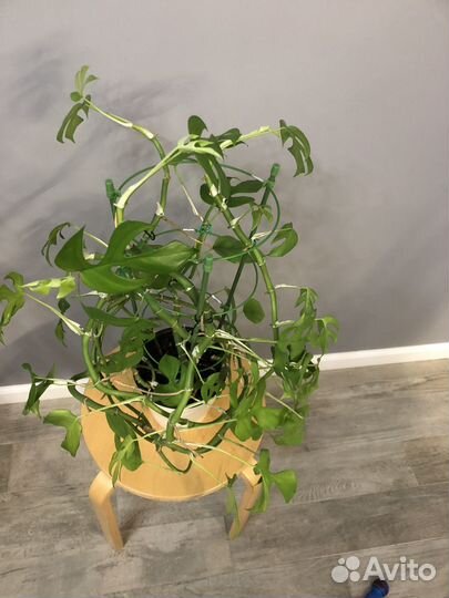 Монстера Манки