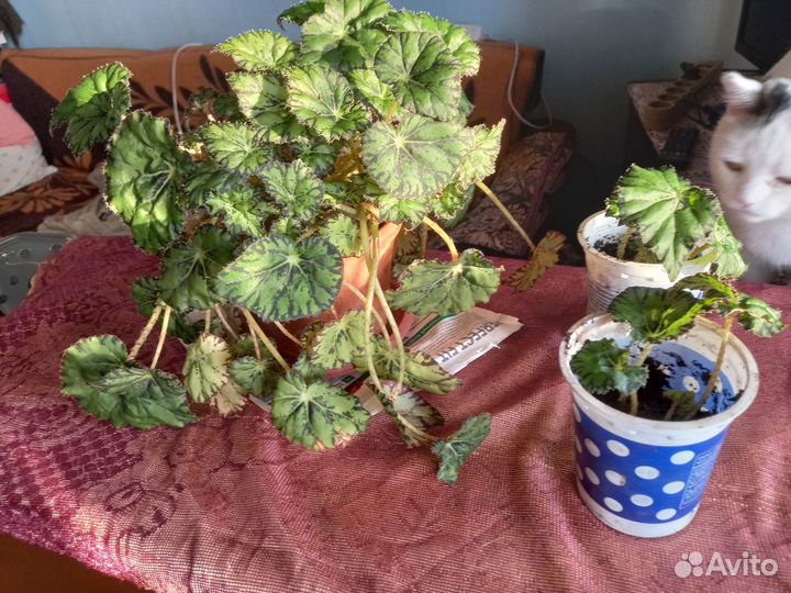 Домашние растения цветы