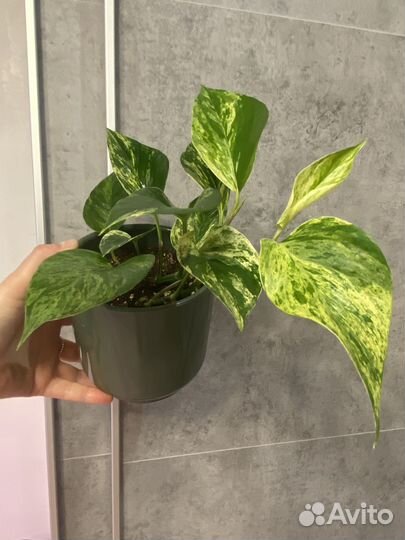 Эпипремнум марбл квин сциндапсус ароидные