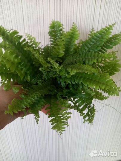 Спатифилиум сциндапсус мкомнатные цветы растения