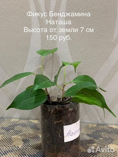 Фикусы Бенджамина Кинки, Наташа