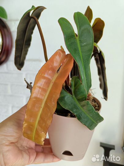 Филодендрон Билли минт