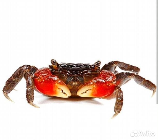 Крабы пресноводные