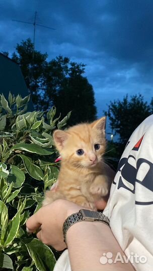 Котята в добрые руки 1 месяц
