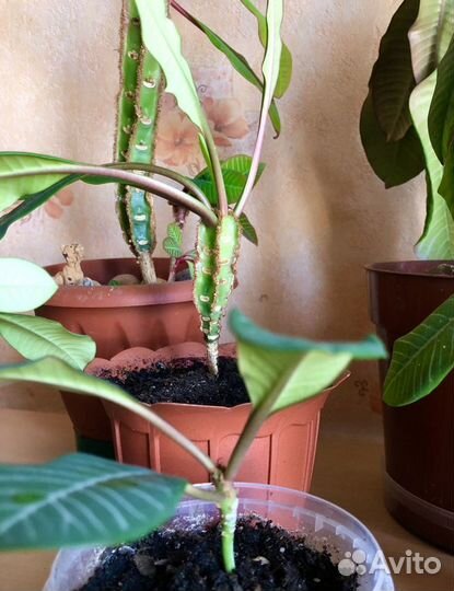 Молочай (Эуфорбия беложильчатая)