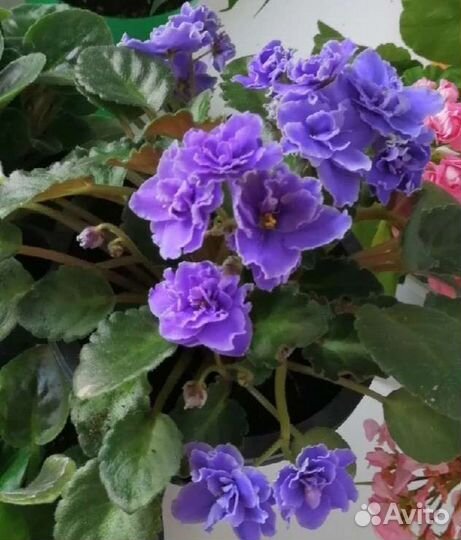 Фиалки детки