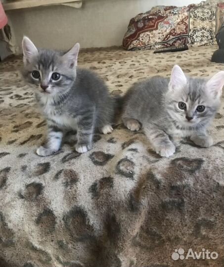 Котята ищут новый дом, отдадим в заботливые руки