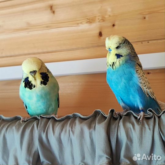 Пара попугаев разведение волнистый чех выставочный