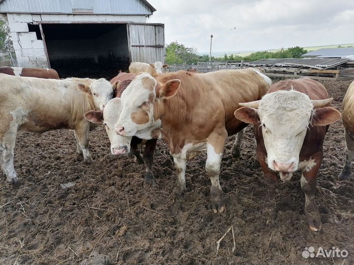 Быки симменталы