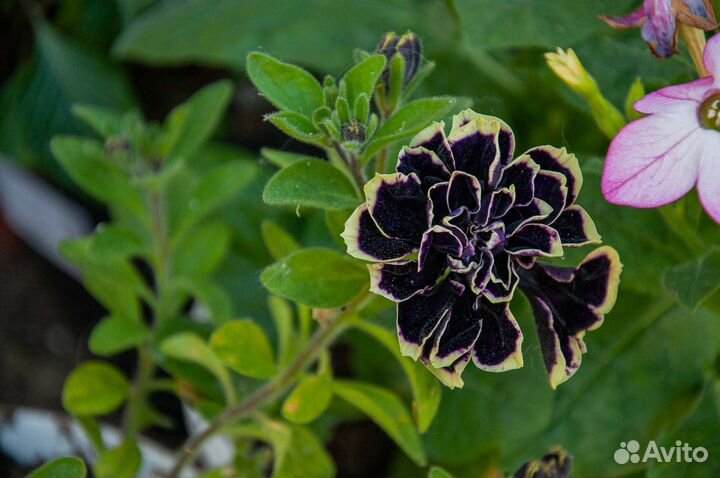 Петунии в подвесном кашпо