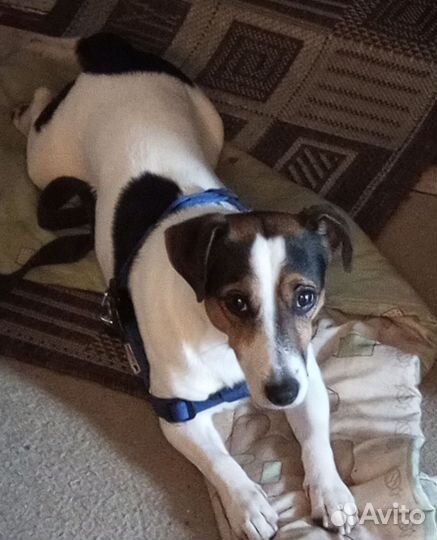 Джек рассел в добрые руки