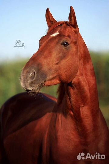 Жеребцы в спорт 2019г.р и 2018