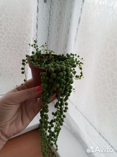 Крестовник роули