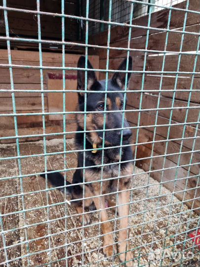 Молодая умная овчарка, необходимо быть с человеком