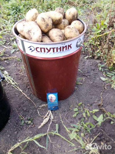 Семенной картофель