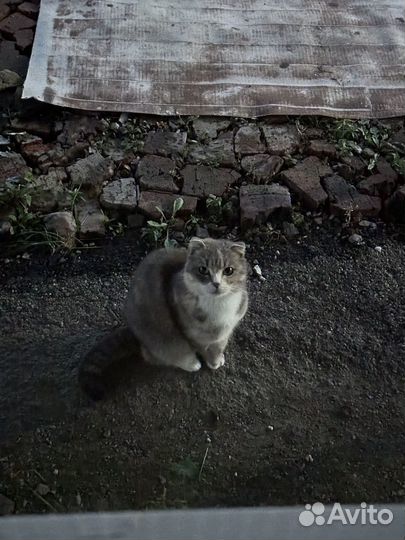 Британская кошка