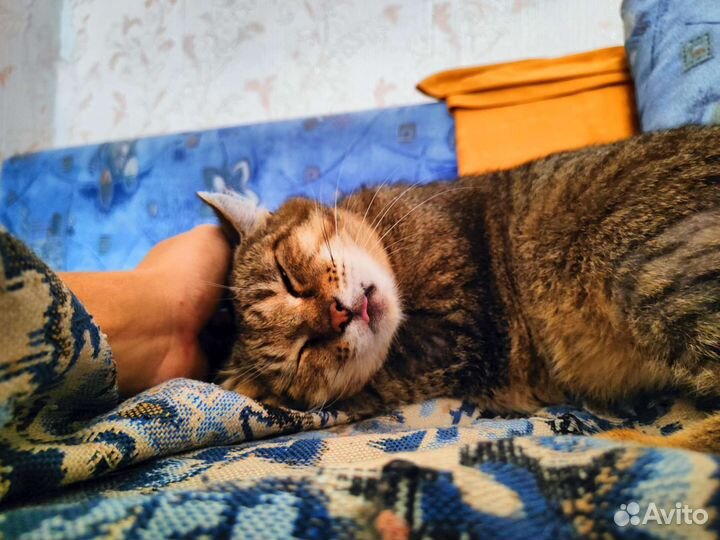 Одинокий кот ищет покой