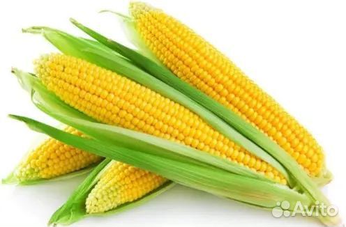 Кукуруза в початках супер сладкая