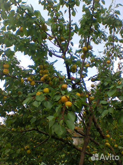 Саженцы плодовых деревьев и кустарников