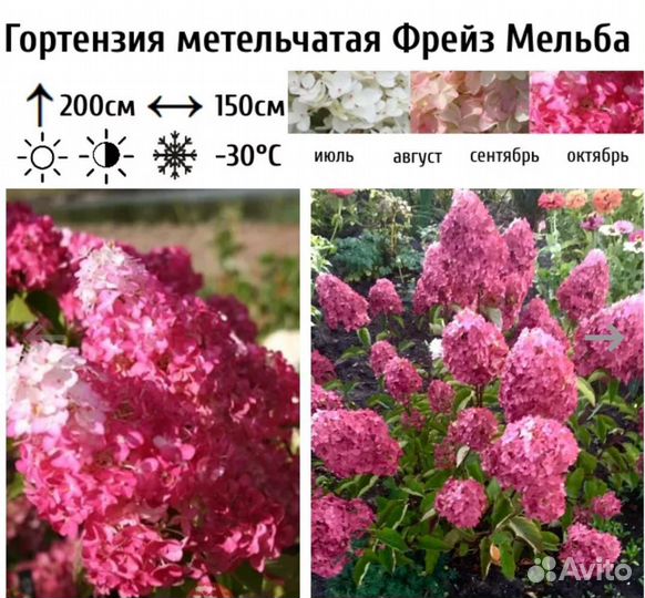 Гортензия Fraise Melba