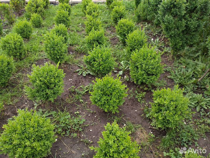 Самшит-Шарики