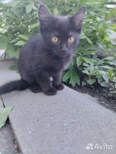 Отдам бесплатно