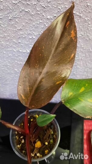 Филодендрон Оранжевая принцесса