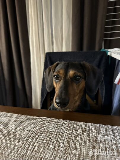 Передержка животных собаки/кошки