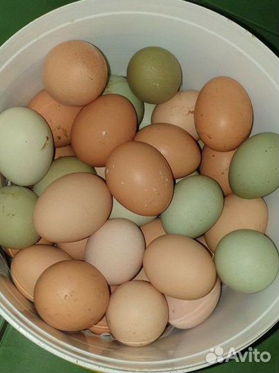 Домашние куриные яйца