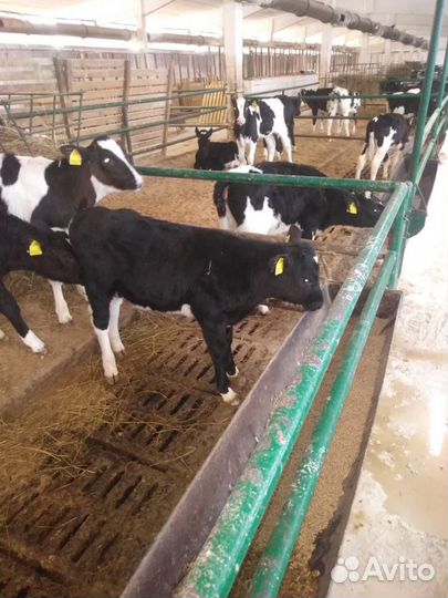 Телята бычки