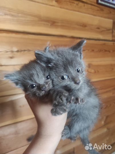 Котята в хорошие руки