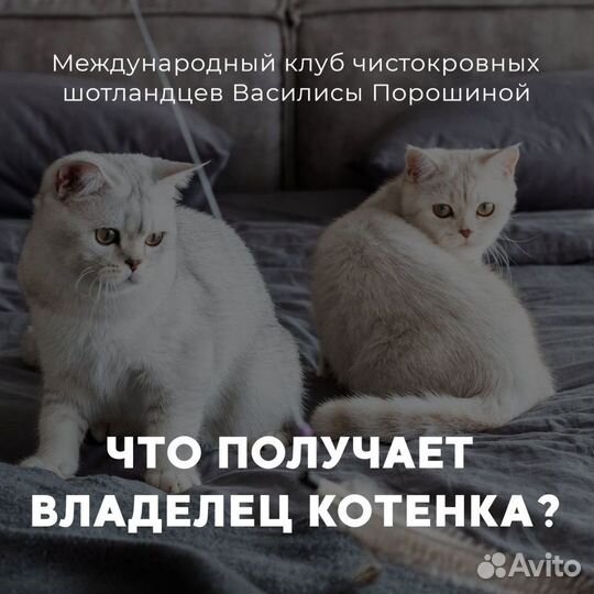 Шотландские котята