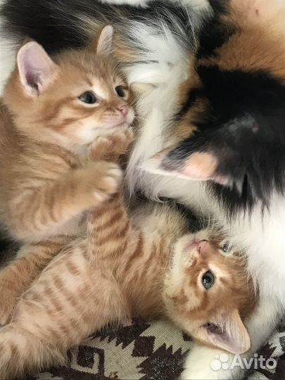 Котята в добрые руки