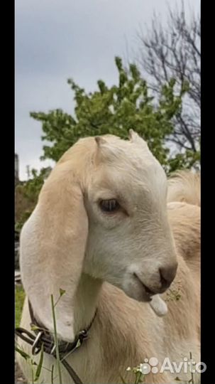 Обезроживание козлят