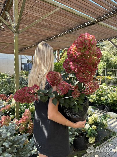 Гортензии крупные, красивые