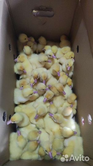Гусята суточные