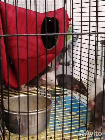 Продам крысят