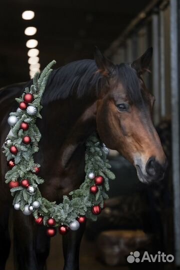Продам лошадь