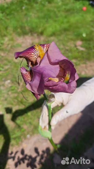 Многолетние растения