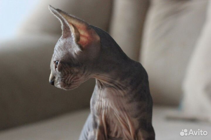 Котята сфинкс