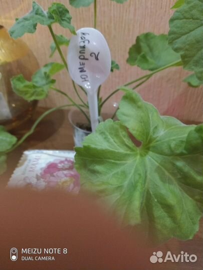 Пеларгония